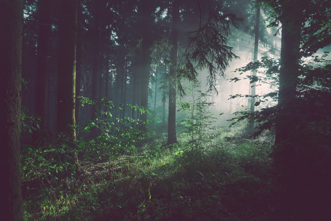 Sunlight through forest trees – The Chronicles of Prydain Books in Order