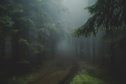 A path through a foggy forest – J.R.R. Tolkien Books in Order