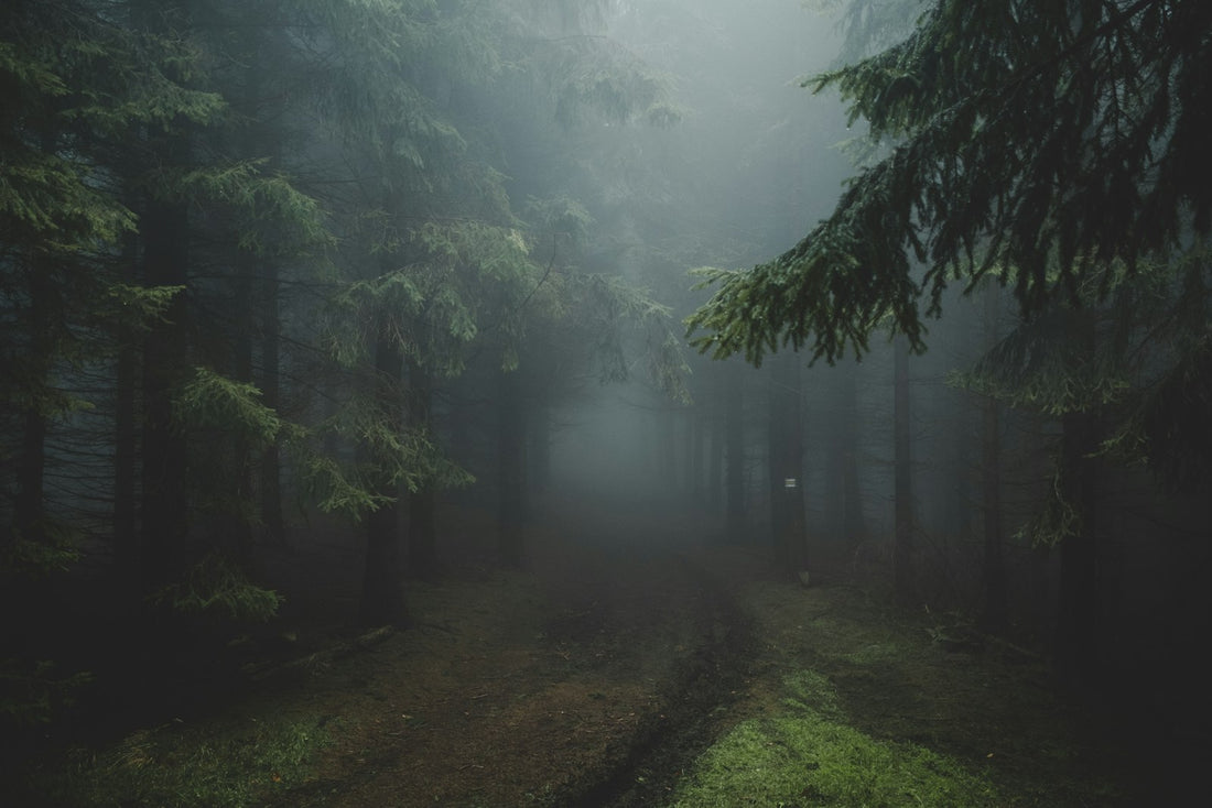 A path through a foggy forest – Twilight Books in Order