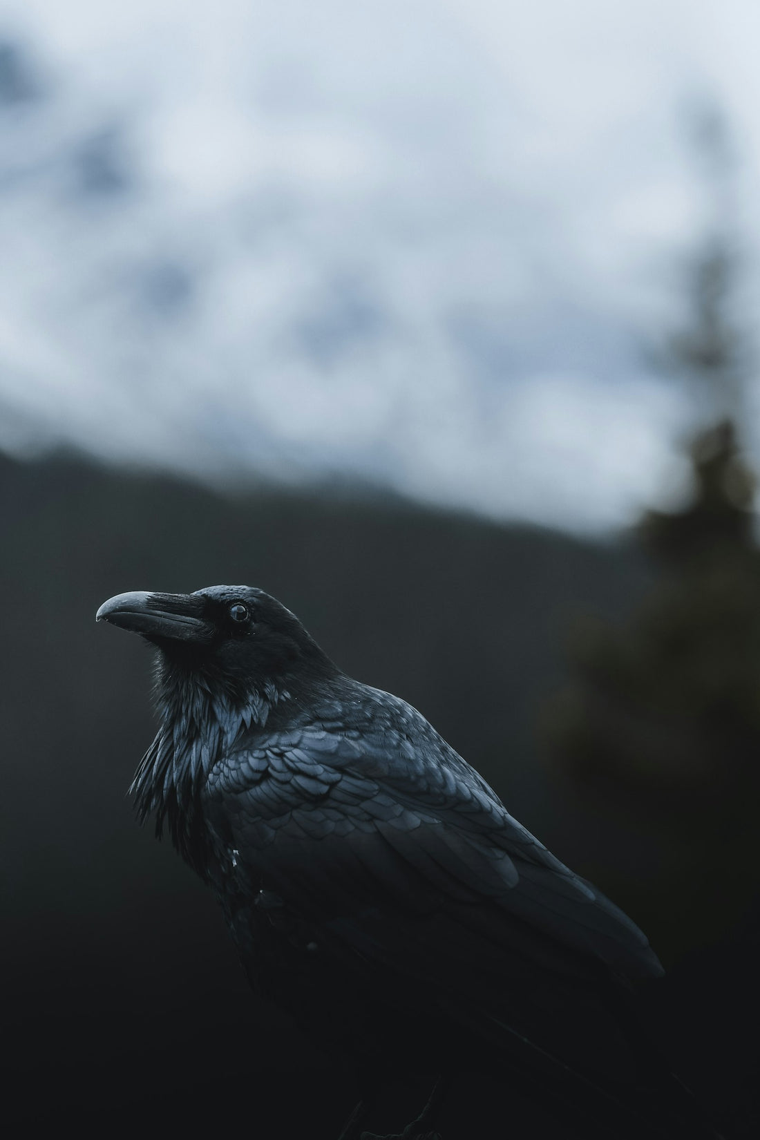 A black crow – Edgar Allan Poe Books in Order